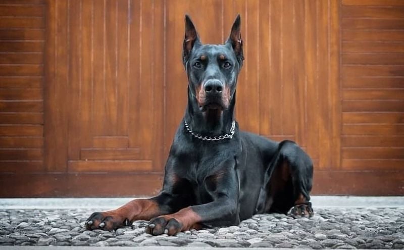 Protectiveness and Guarding Instinct