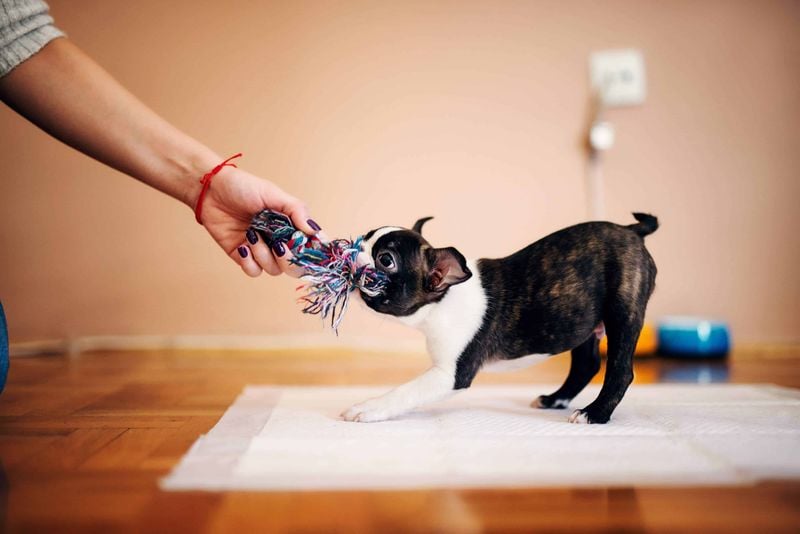 Playing Their Favorite Games (Fetch, Tug, etc.)