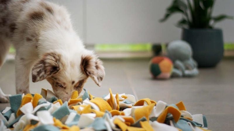 Use Food Puzzles or Snuffle Mats