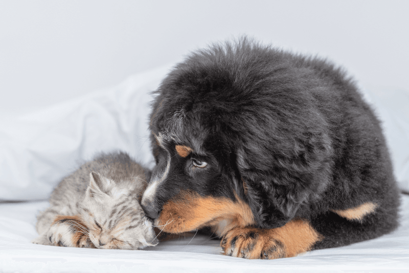 Surprising Gentleness with Small Animals