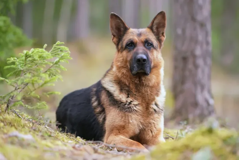 German Shepherd: Law Enforcement Favorite with Intense Drive