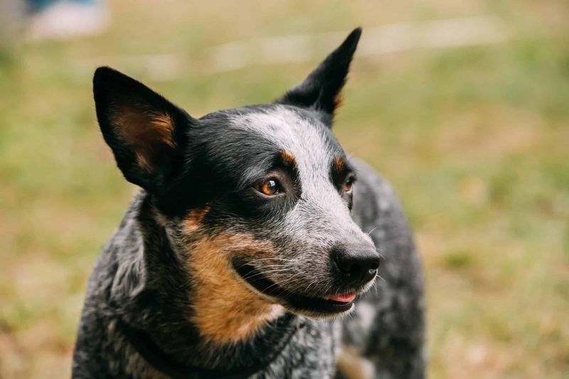 Australian Cattle Dog