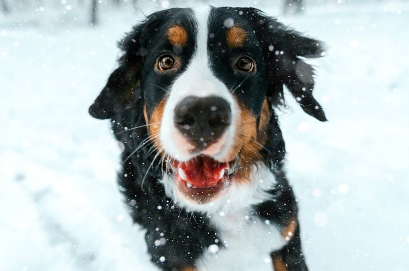 Bernese Mountain Dog