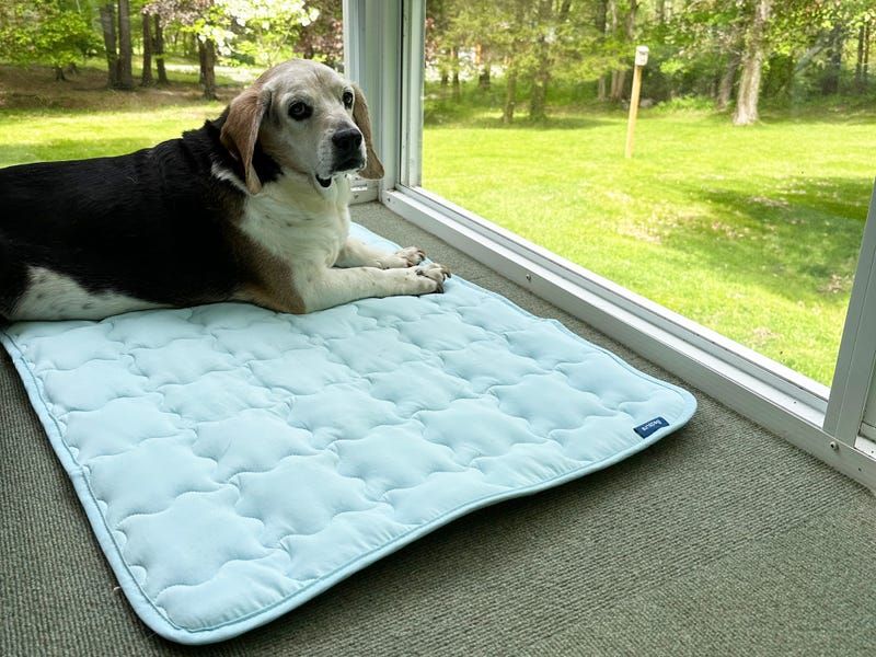 Encourage Indoor Rest During Peak Heat
