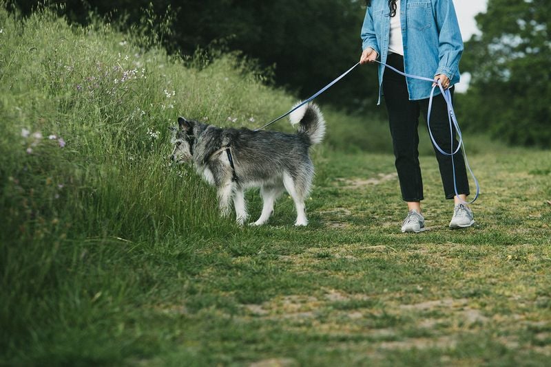 Not Letting Them Sniff on Walks