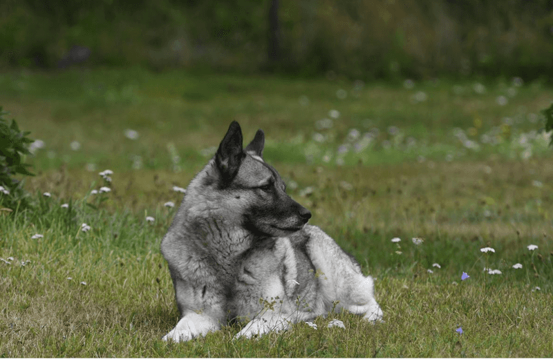 Some Female Dogs Have ‘Silent Heats’