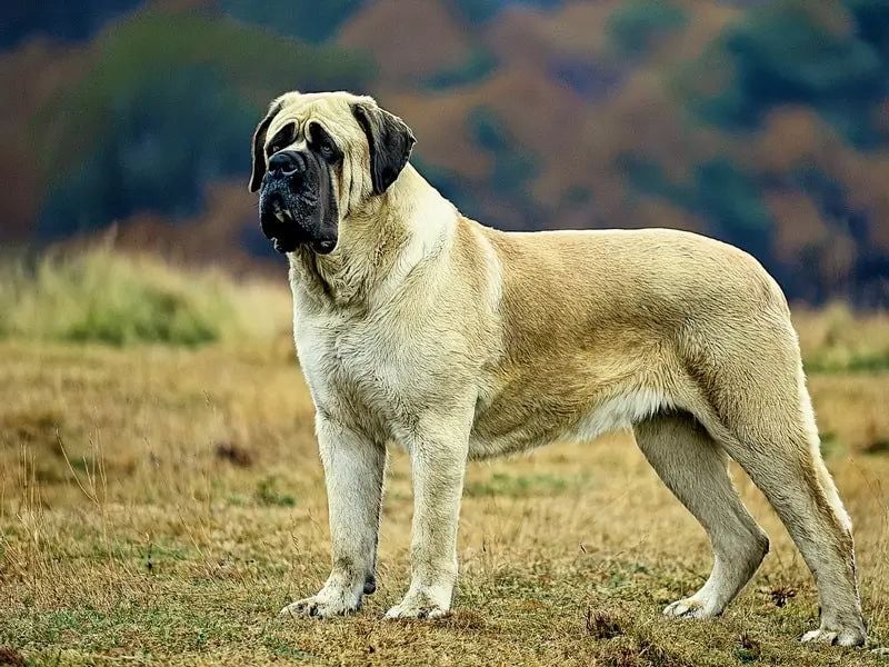 English Mastiff – The Ancient Giant (552 PSI)