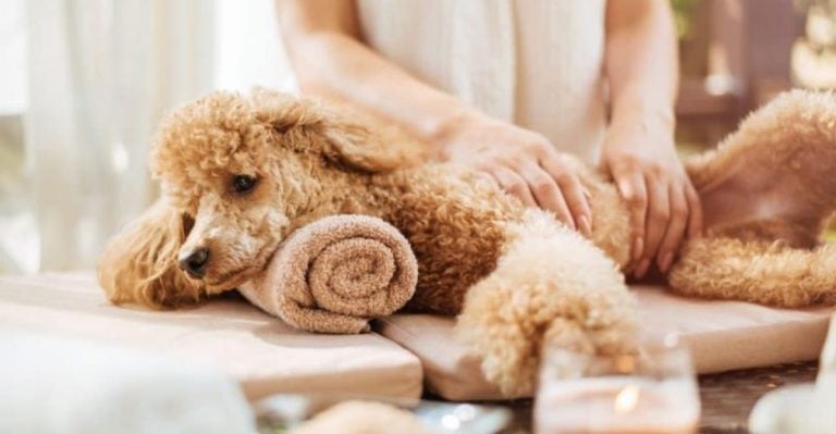 Science Says These 12 Activities Will Make Your Dog Happier Than Ever