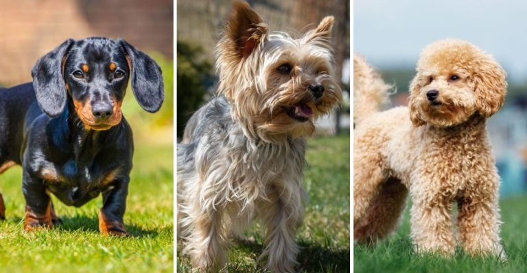 Science Says These 15 Dogs Live the Longest