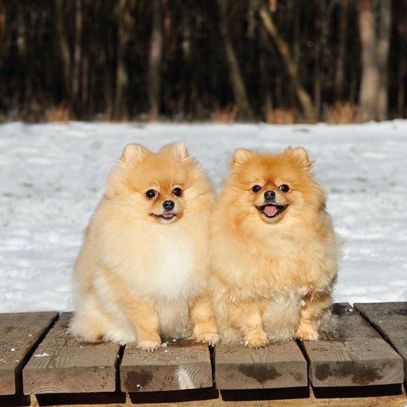Pomeranian