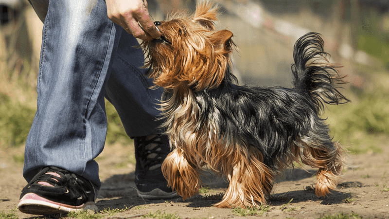Yorkshire Terrier