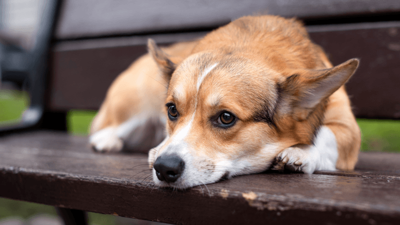 The Vanishing Walk Routine