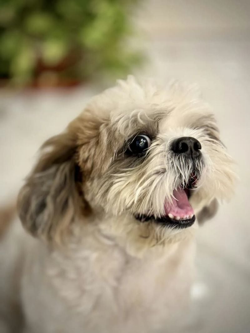 Shih Tzu