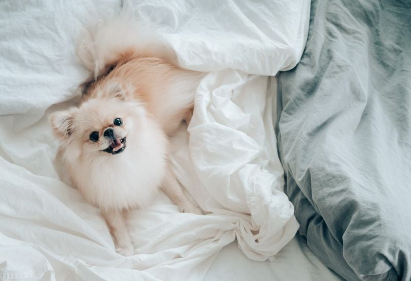 Pomeranian: Tiny Snuggle Specialist