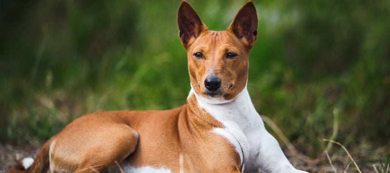 Basenji: The Barkless Mischief-Maker