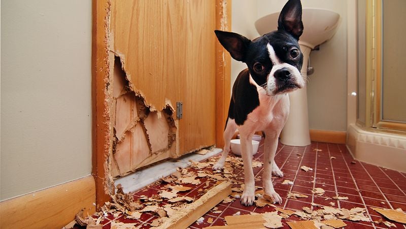 Destructive Behavior Appears or Escalates