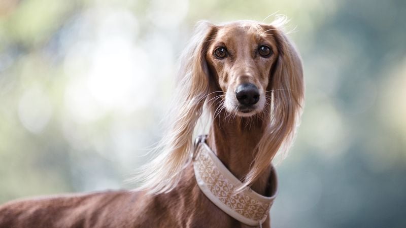 Saluki: The Royal Desert Hound