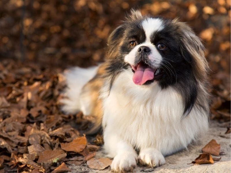Pekingese