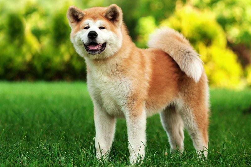 Akita: Powerful Guardians With Strong Opinions