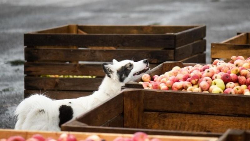 Apples (No Seeds)