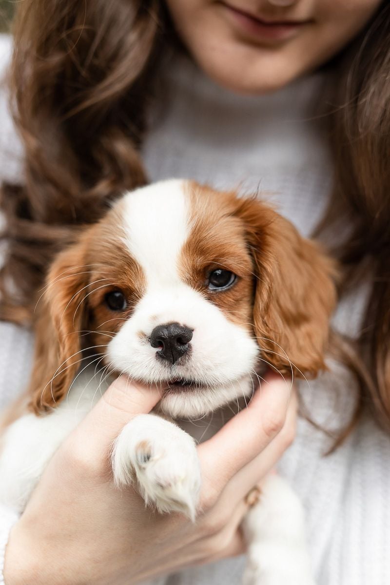 Snuggly Cavalier King Charles Spaniel