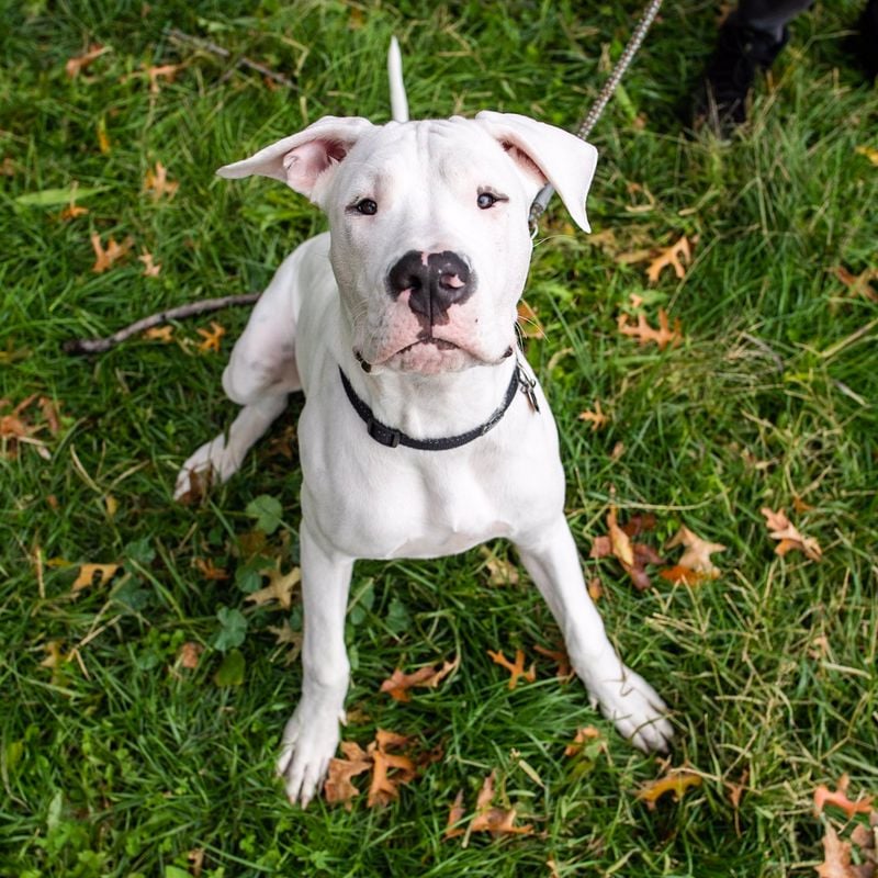 Dogo Argentino