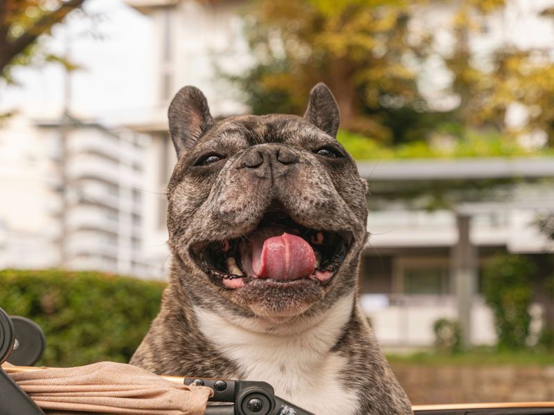 French Bulldog
