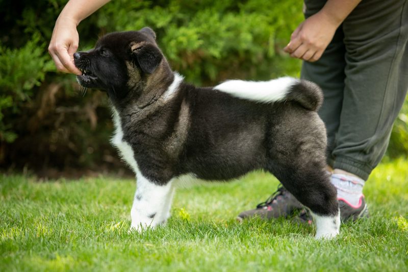 Akita