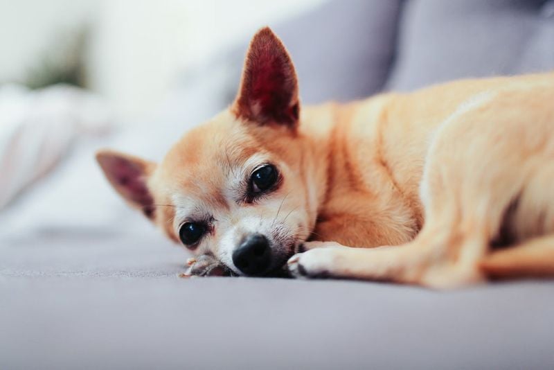 Chihuahua: The Tiny Diva With Outsized Needs