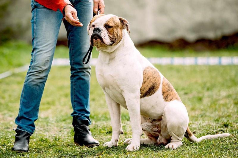 American Bulldog
