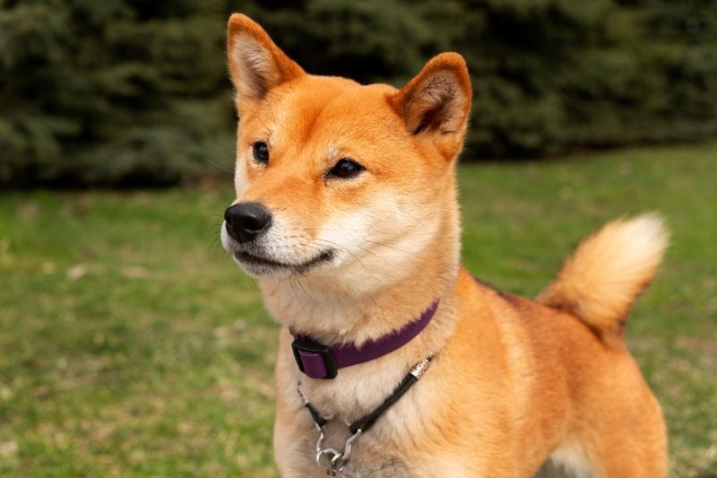 Shiba Inu: The Cat-Like Canine