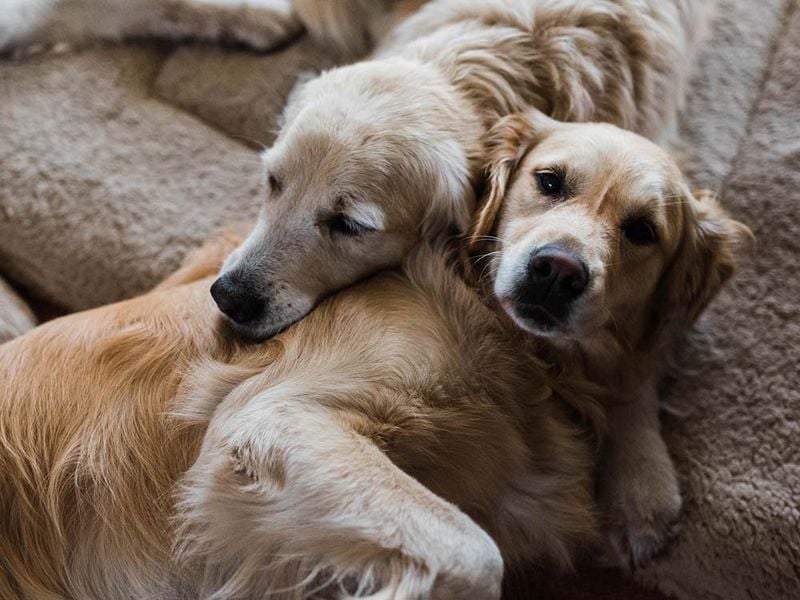 Golden Retriever's Cancer Epidemic