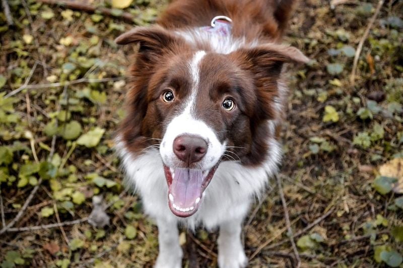 Border Collie: The Emotional Intelligence Champion