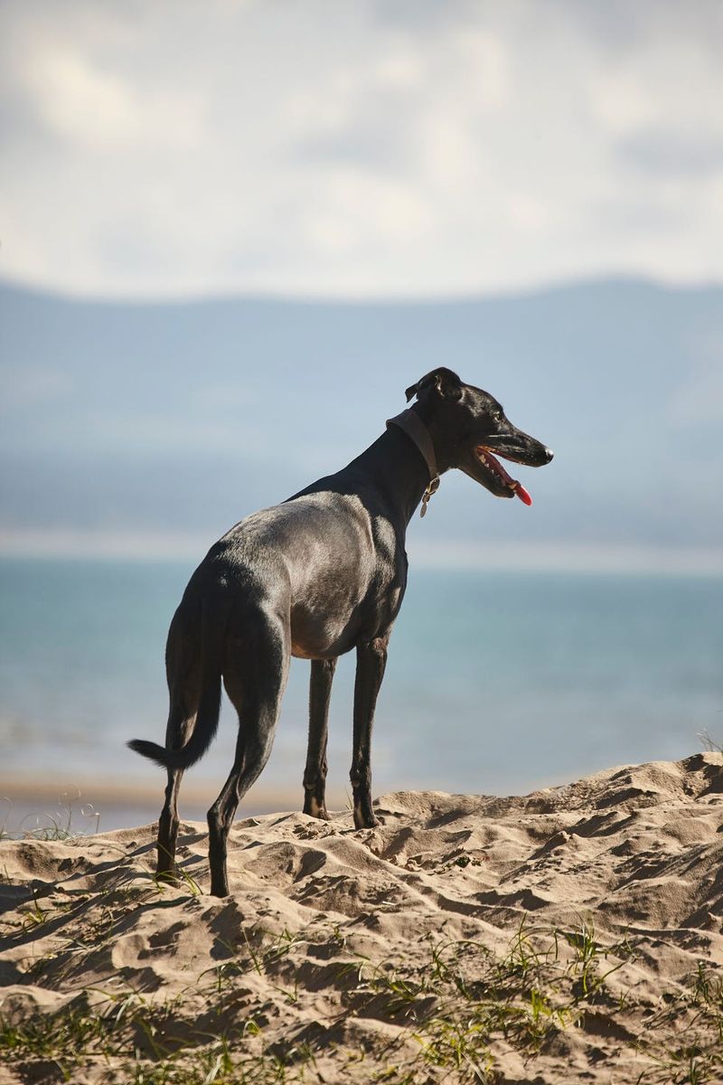 Whippet