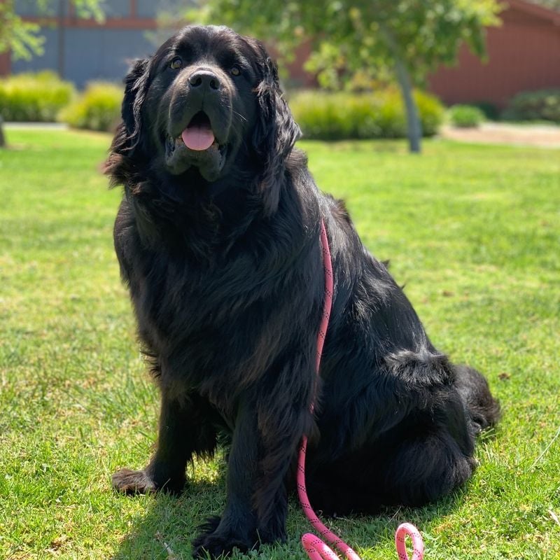 Newfoundland: The Gentle Giant Protector
