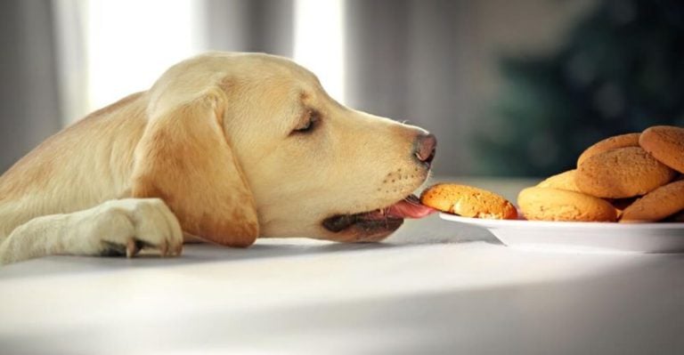 Take It From a Vet: These 5 Foods That Are In Your Kitchen Right Now Could Kill Your Dog