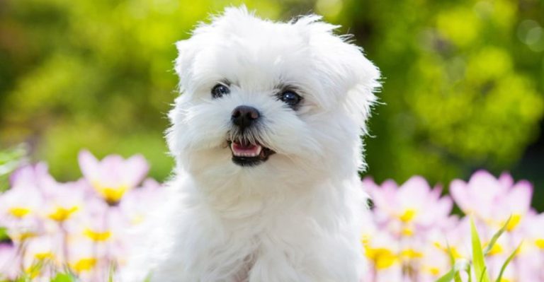 The 10 Most Adorable Dogs With the Worst Teeth