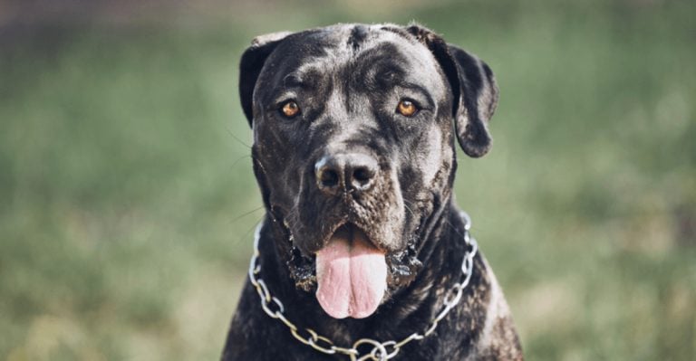 The 14 Dog Breeds I Would Personally Avoid At All Costs