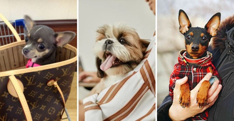 The 15 Dog Breeds That Gen Z Doesn’t Like (For Some Reason)