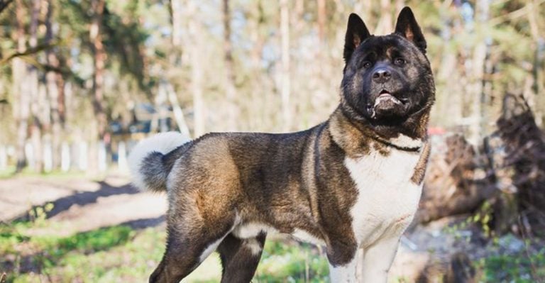 The 15 Most Protective Family Dogs