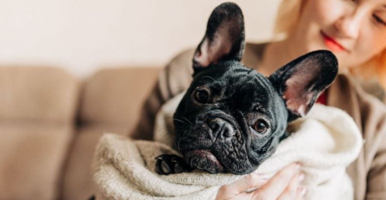 The 15 Quiet Small Dog Breeds Perfect for Apartment Life
