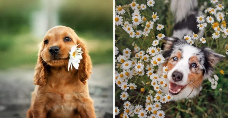 The 20 Most Popular Dog Names of 2025 (You’ll Definitely Know a Few!)