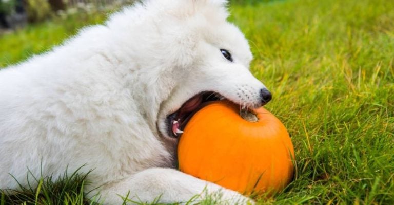 The 7 Best Human Treats for Dogs—and the 7 Worst—According to a Vet