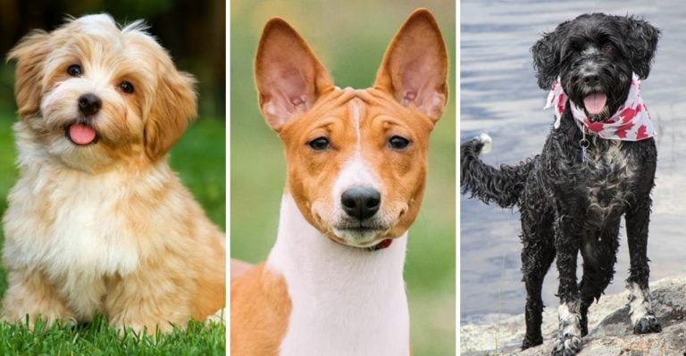 The Complete List of 30 Dog Breeds That Do Not Shed