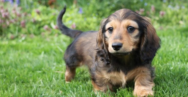 The Dark Side of Dog Breeding: 18 Breeds That Got the Worst of It