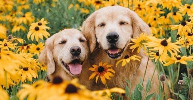 The Ultimate Ranking of the 30 Cutest Dog Breeds on the Planet