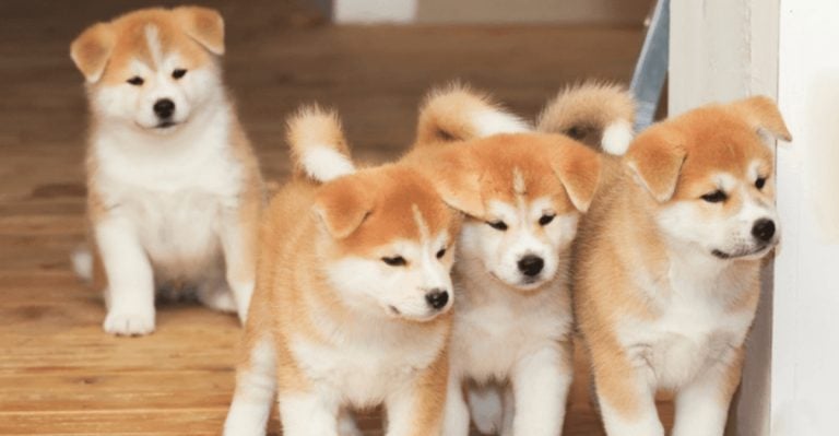 These 10 Dog Breeds Show Love Without Being Needy