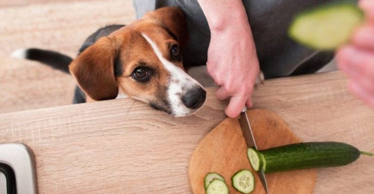 These 10 Fruits & Veggies Are Dog-Safe and Totally Tail-Wagging Treats