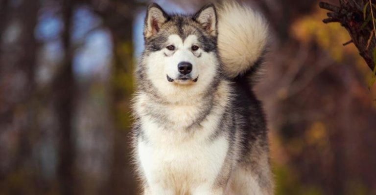 These 10 Popular Dog Breeds Are Actually Bad for Beginners