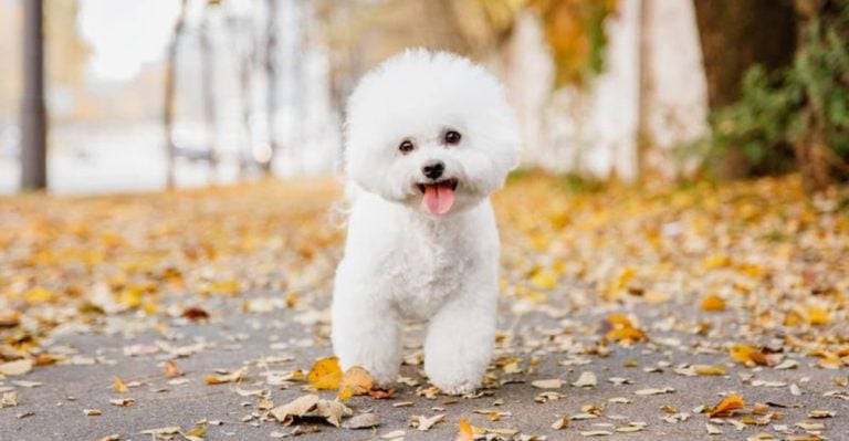These 11 Dogs Are Perfect for Neat Freaks and Allergy Warriors